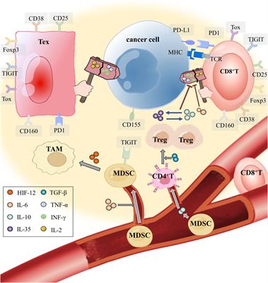 CD8+ T cell exhaustion and its regulatory mechanisms in the tumor microenvironment: key to the success of immunotherapy